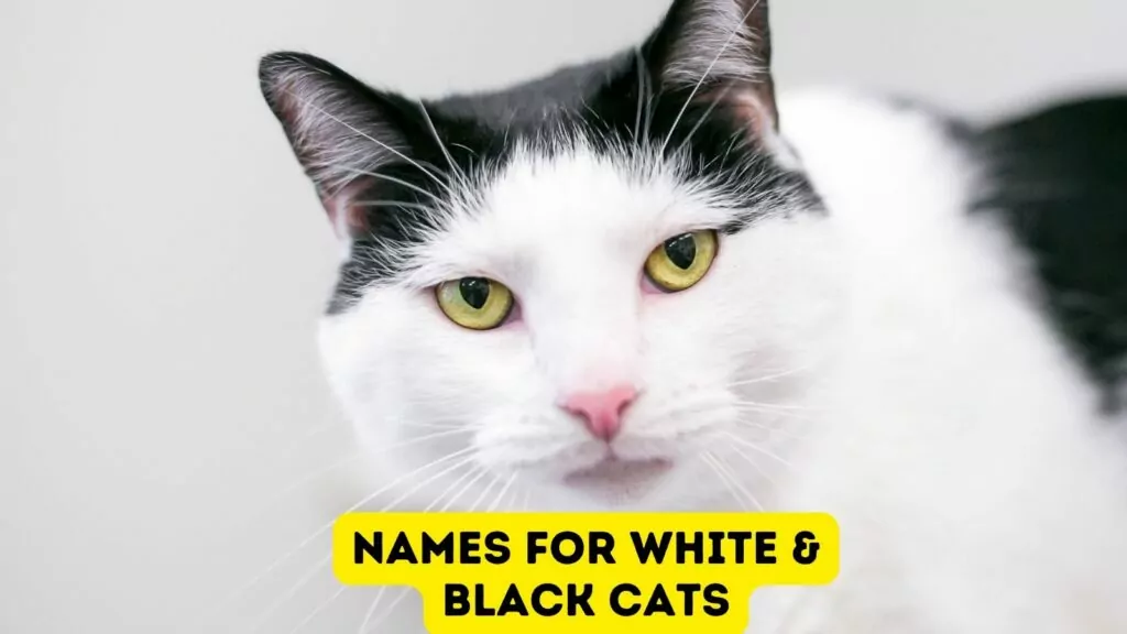 featured white and black cat