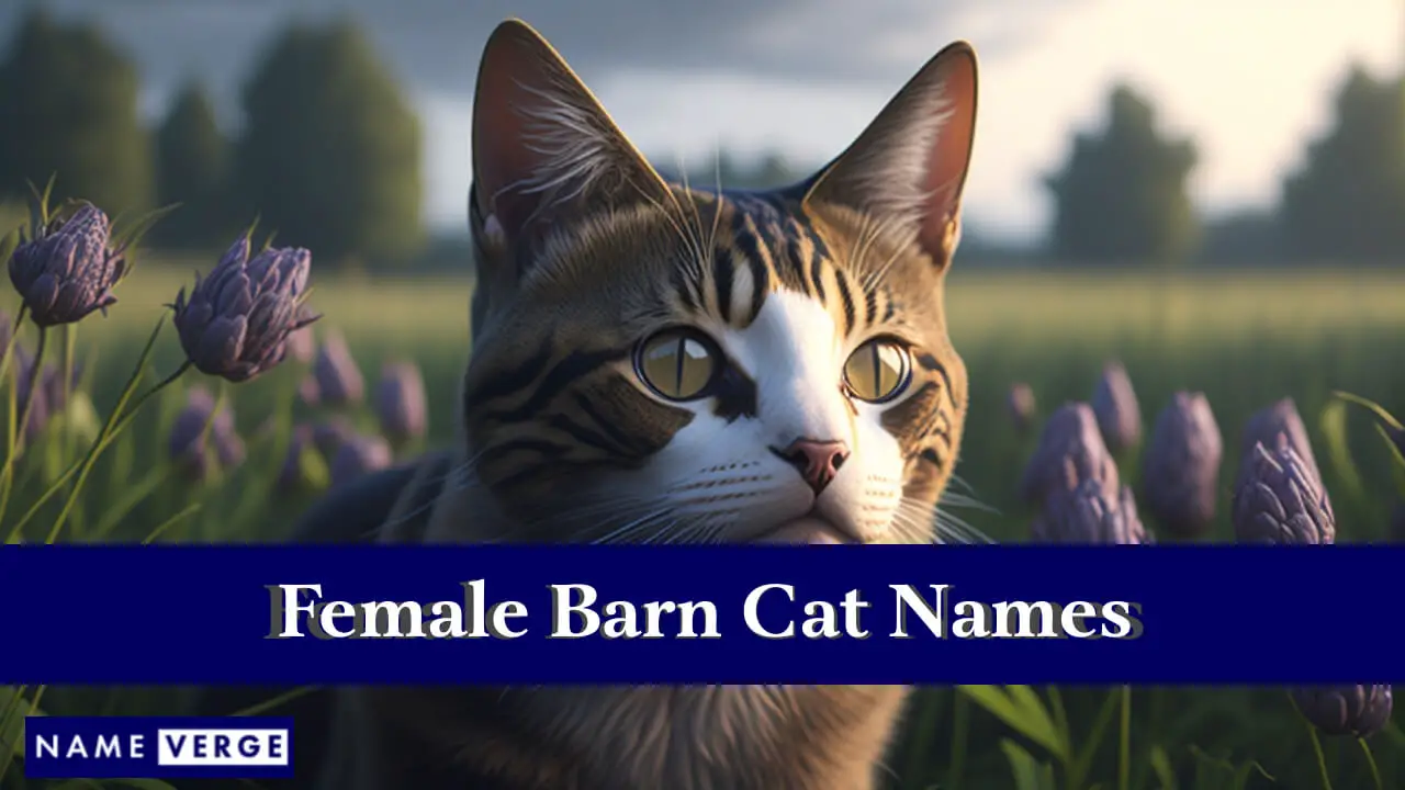 Namen für weibliche Scheunenkatzen