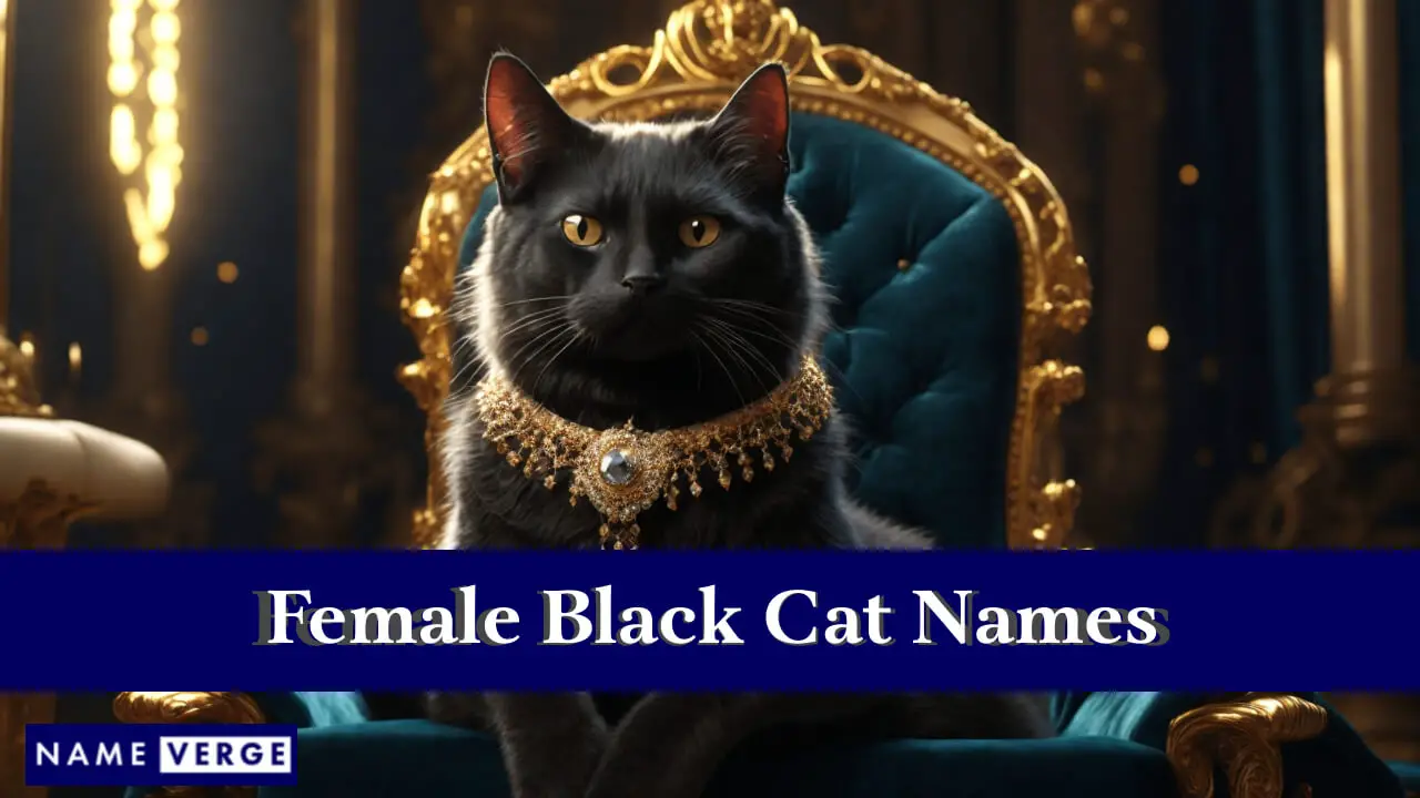 Weibliche Namen für schwarze Katzen