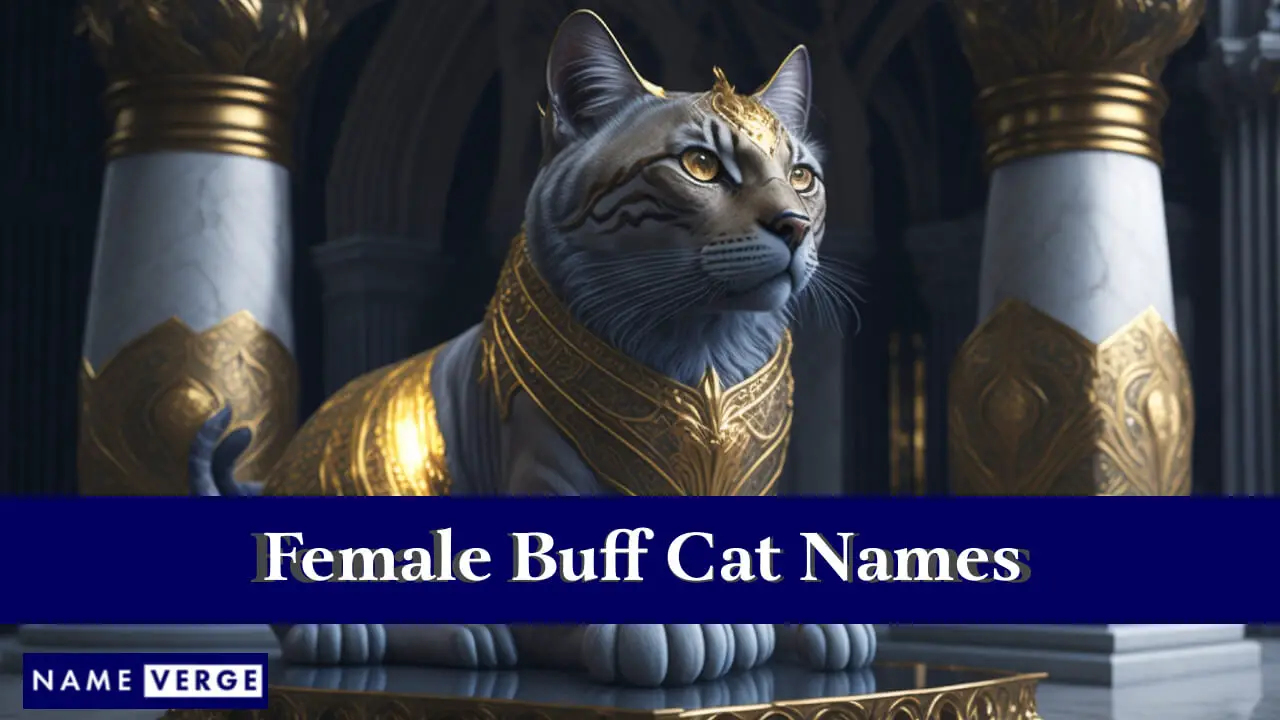 Namen für weibliche Buff-Katzen