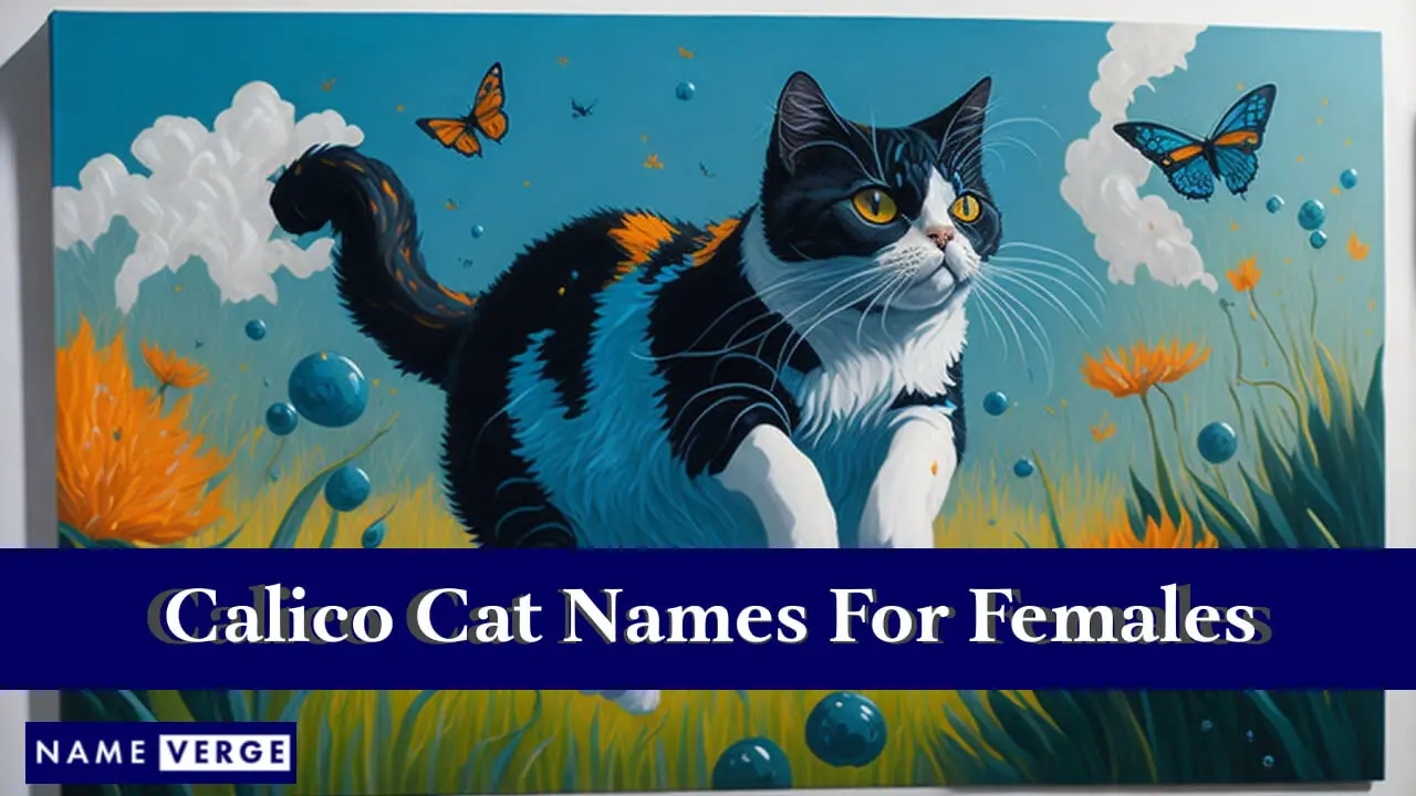 Calico-Katzennamen für Frauen