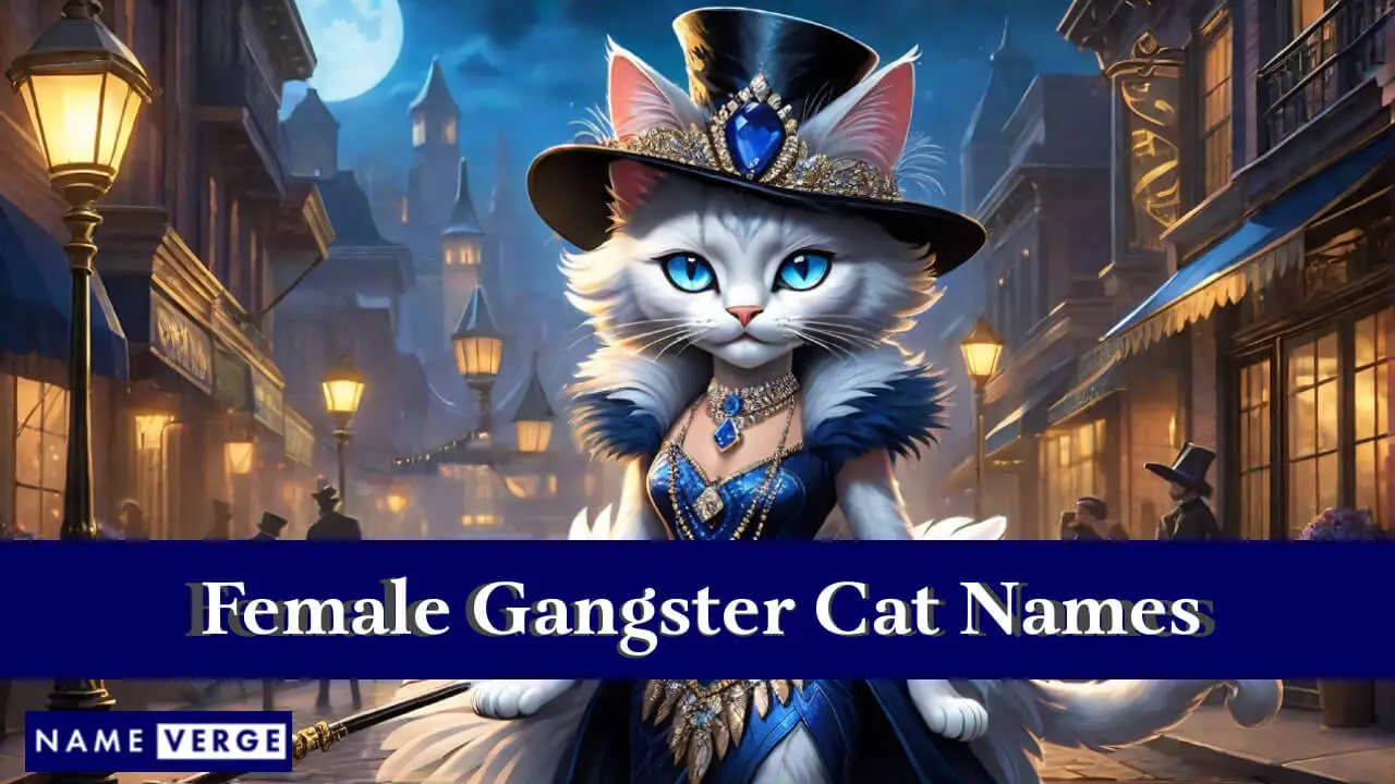 Weibliche Gangsterkatzennamen