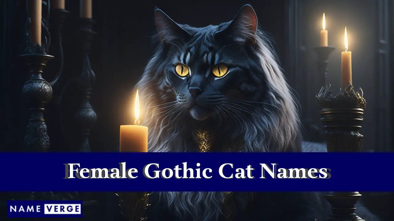 Weibliche gotische Katzennamen