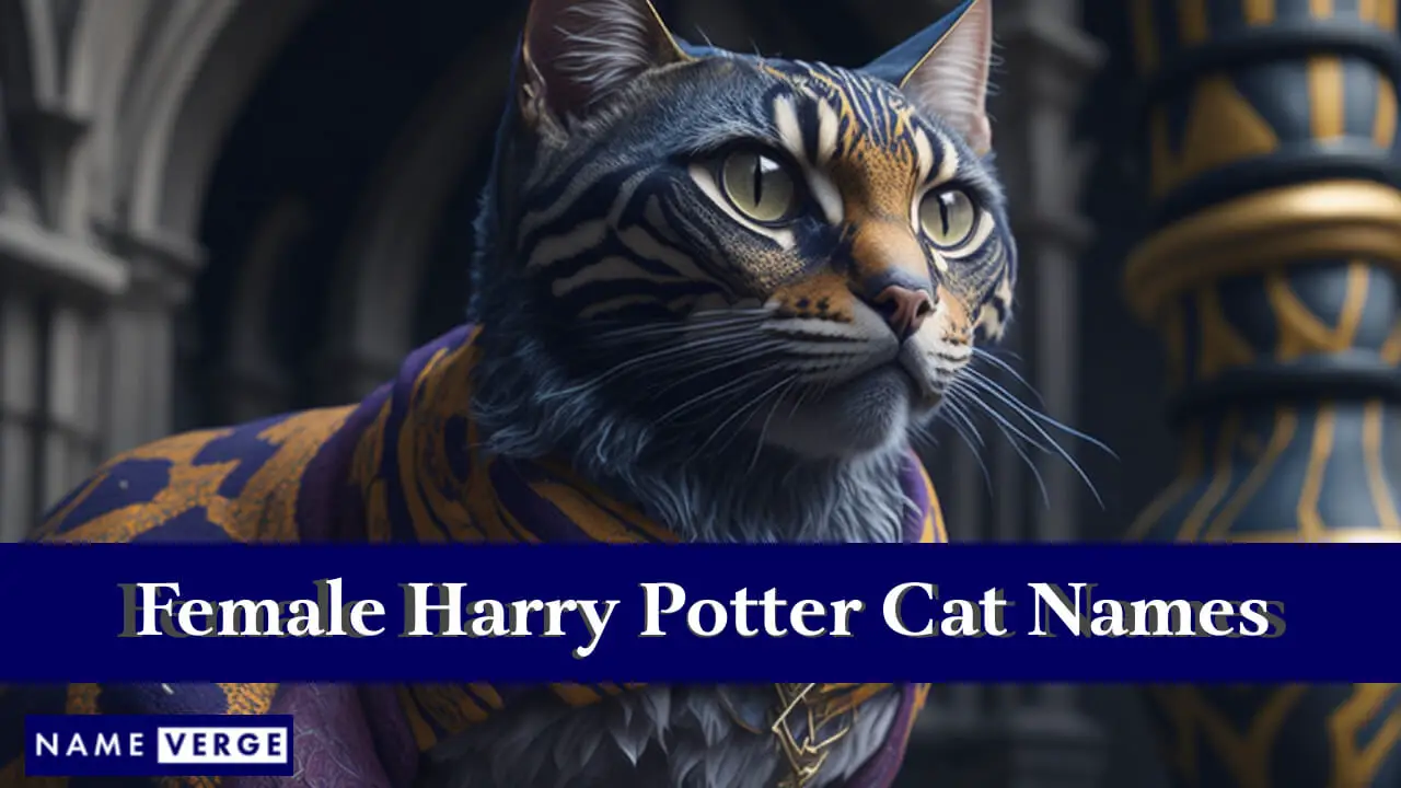 Weibliche Harry-Potter-Katzennamen