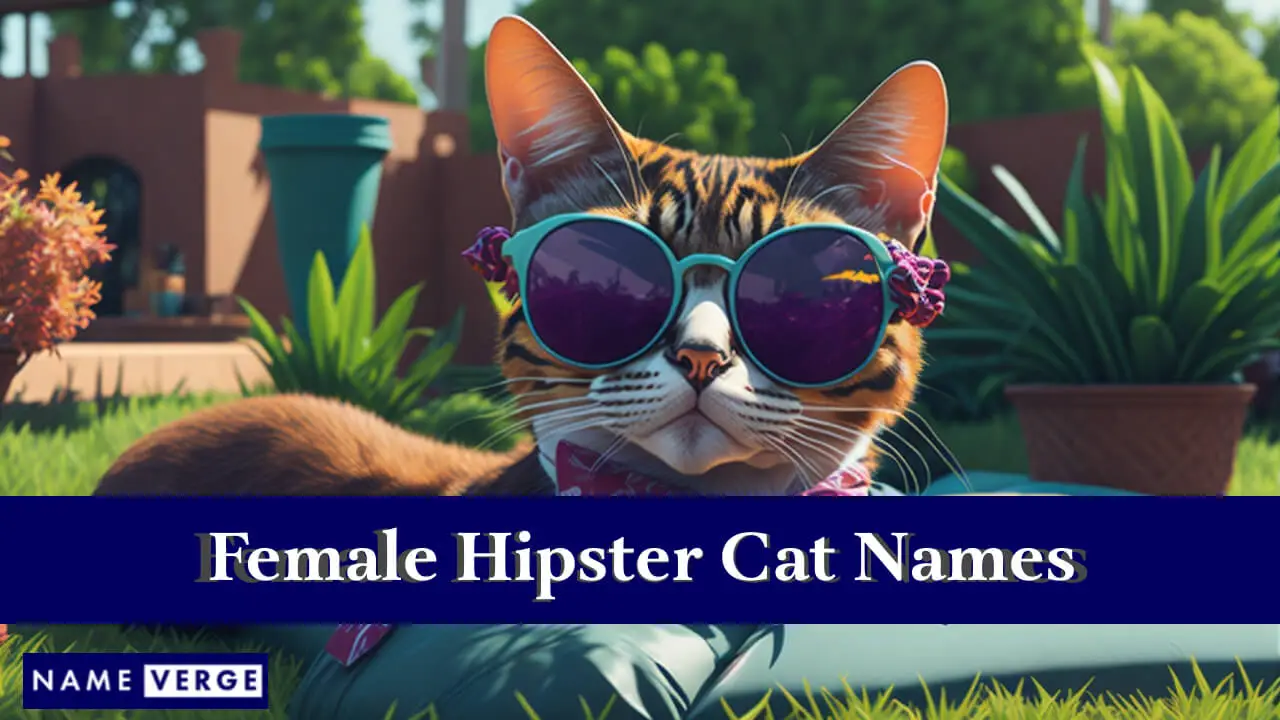 Weibliche Hipster-Katzennamen