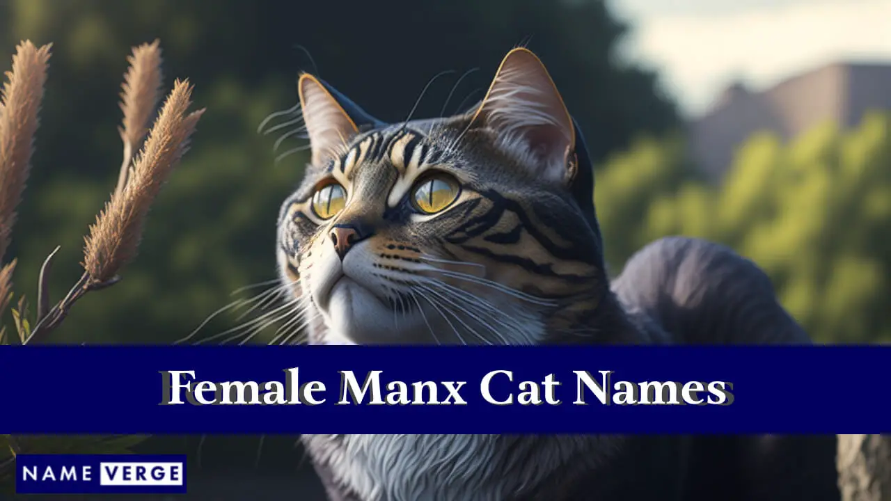 Manx-Katzennamen weiblich