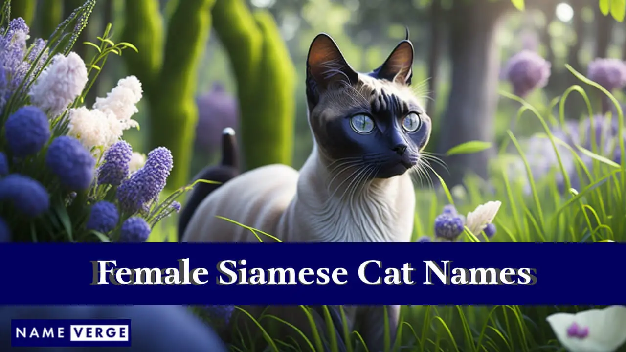 Namen für weibliche Siamkatzen