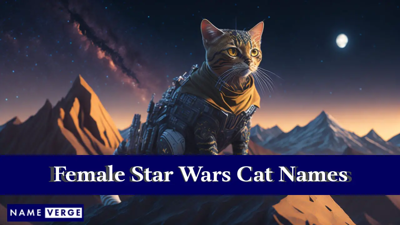 Weibliche Star Wars-Katzennamen