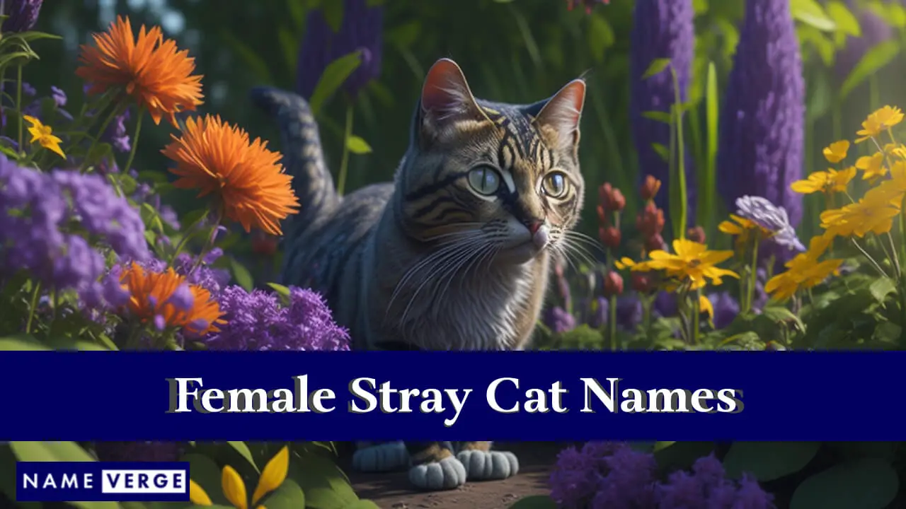 Namen weiblicher Streunerkatzen