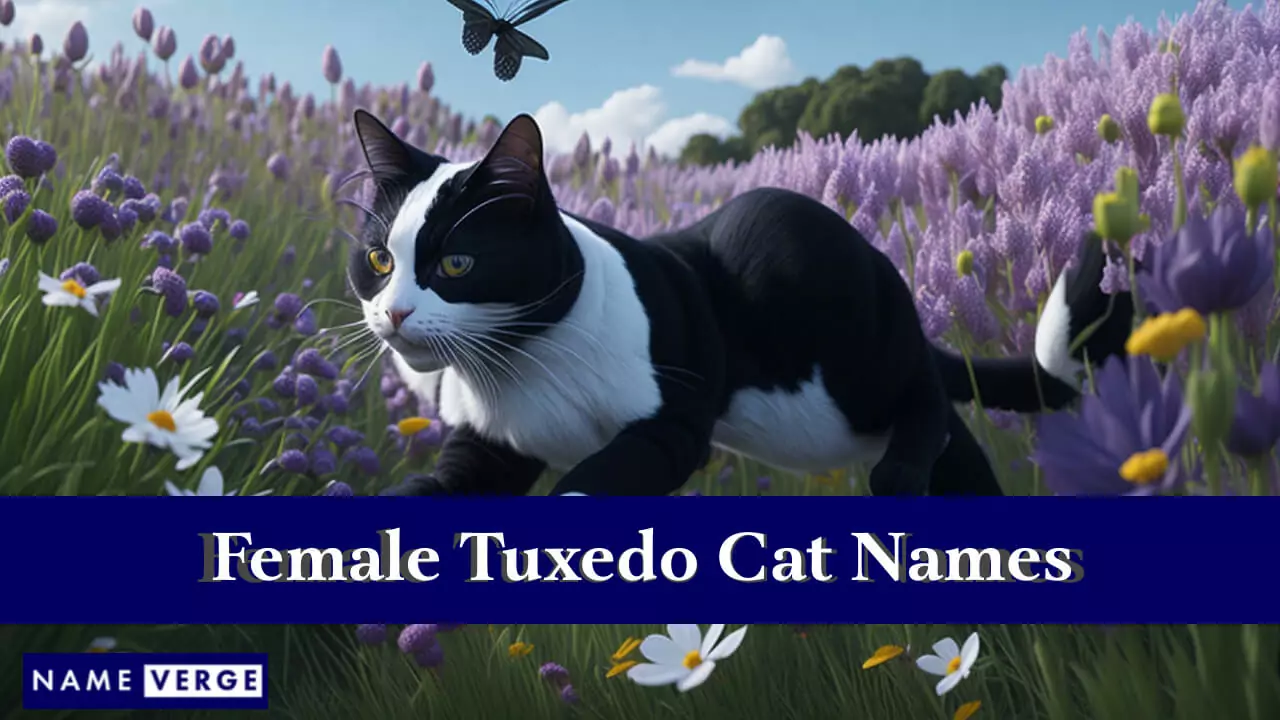 Weibliche Tuxedo-Katzennamen