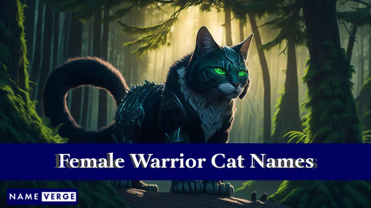 Namen weiblicher Kriegerkatzen