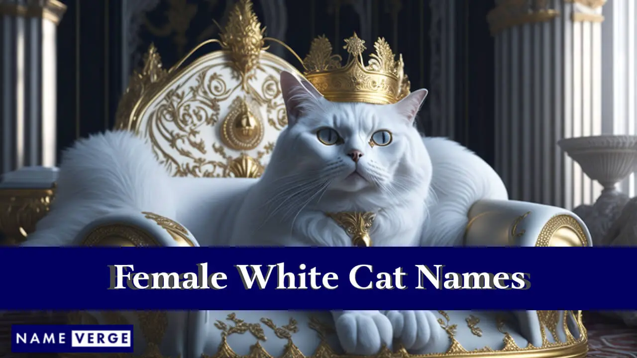 Weibliche Namen für weiße Katzen