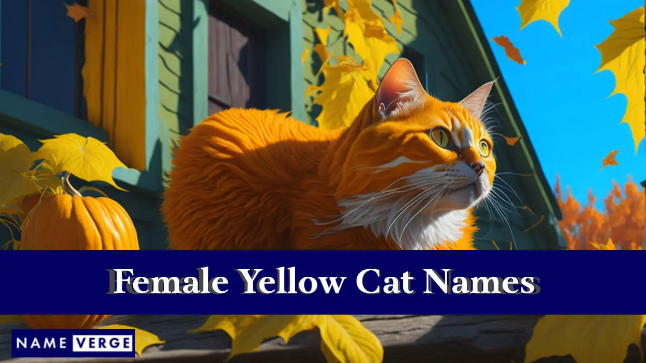 Weibliche gelbe Katzennamen