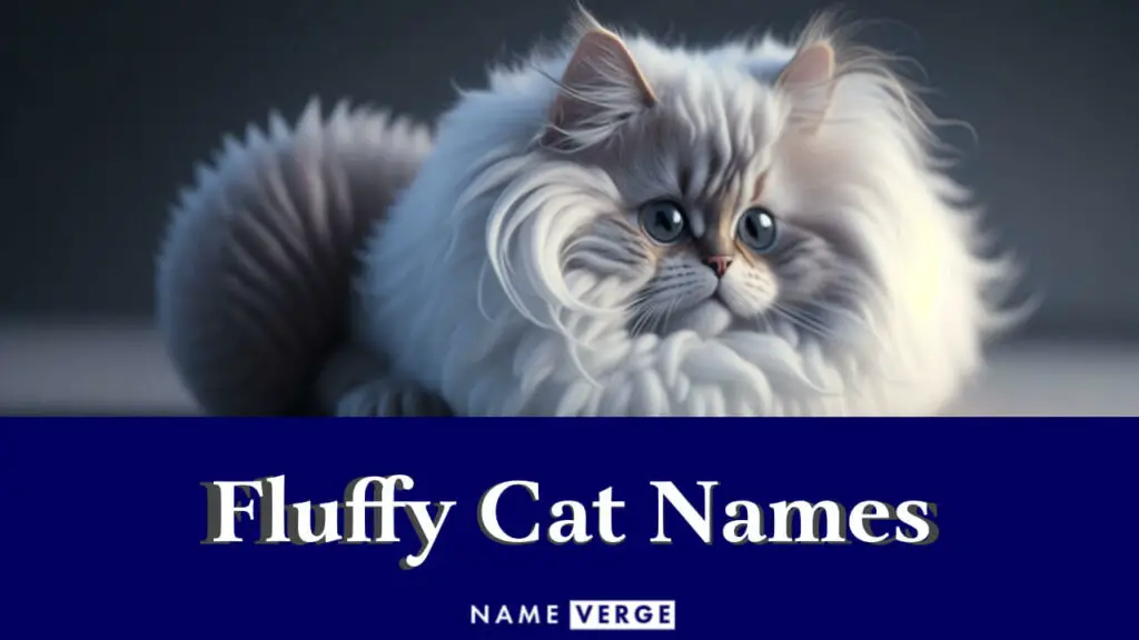 fluffy cat names