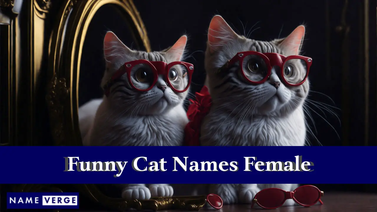Lustige Katzennamen für Frauen