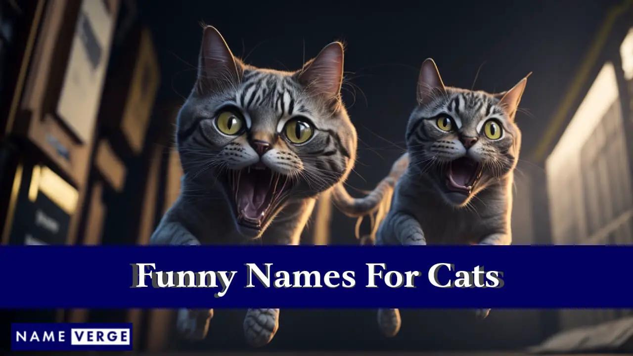 Lustige Namen für Katzen
