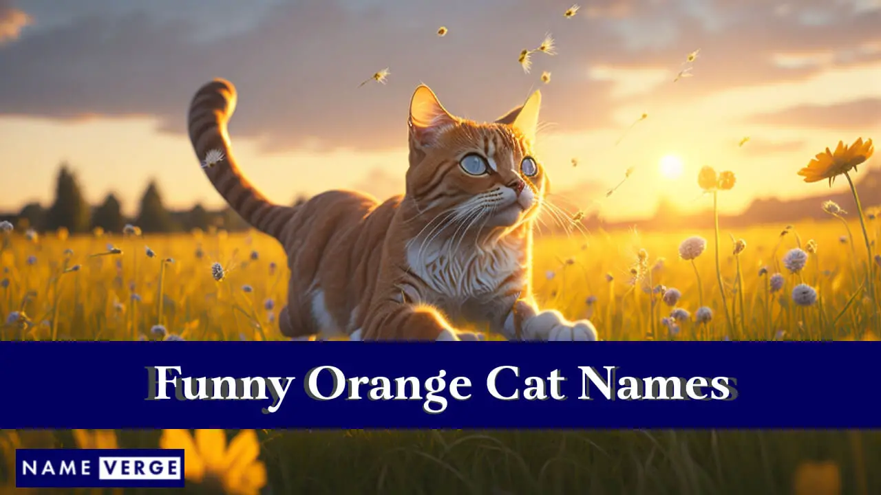 Lustige orangefarbene Katzennamen