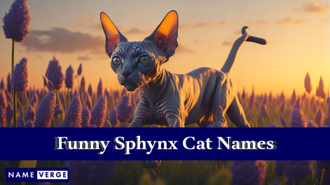 Lustige Sphynx-Katzennamen