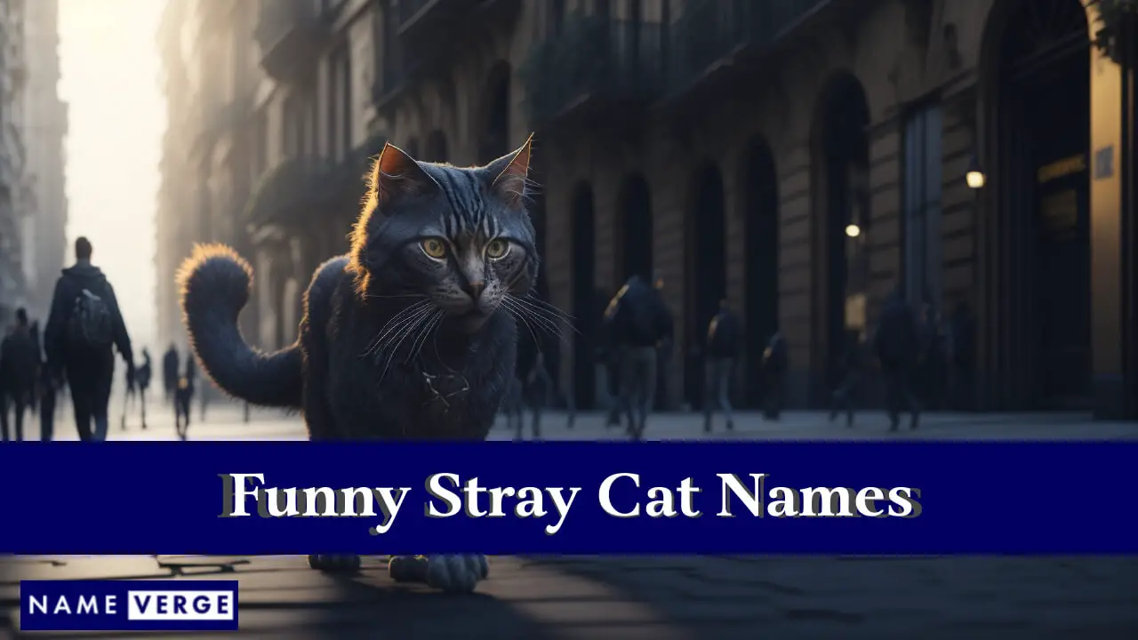 Lustige Namen streunender Katzen