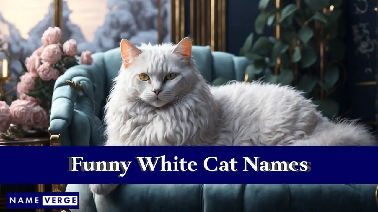 Lustige weiße Katzennamen