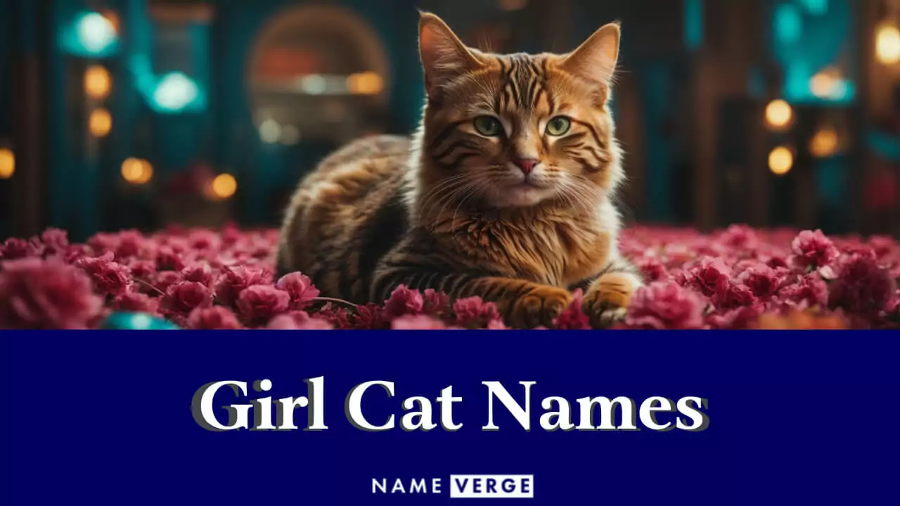 Namen Für Mädchenkatzen Über 500 Königliche Und Süße Namen Für Weibliche Katzen Pet YOLO