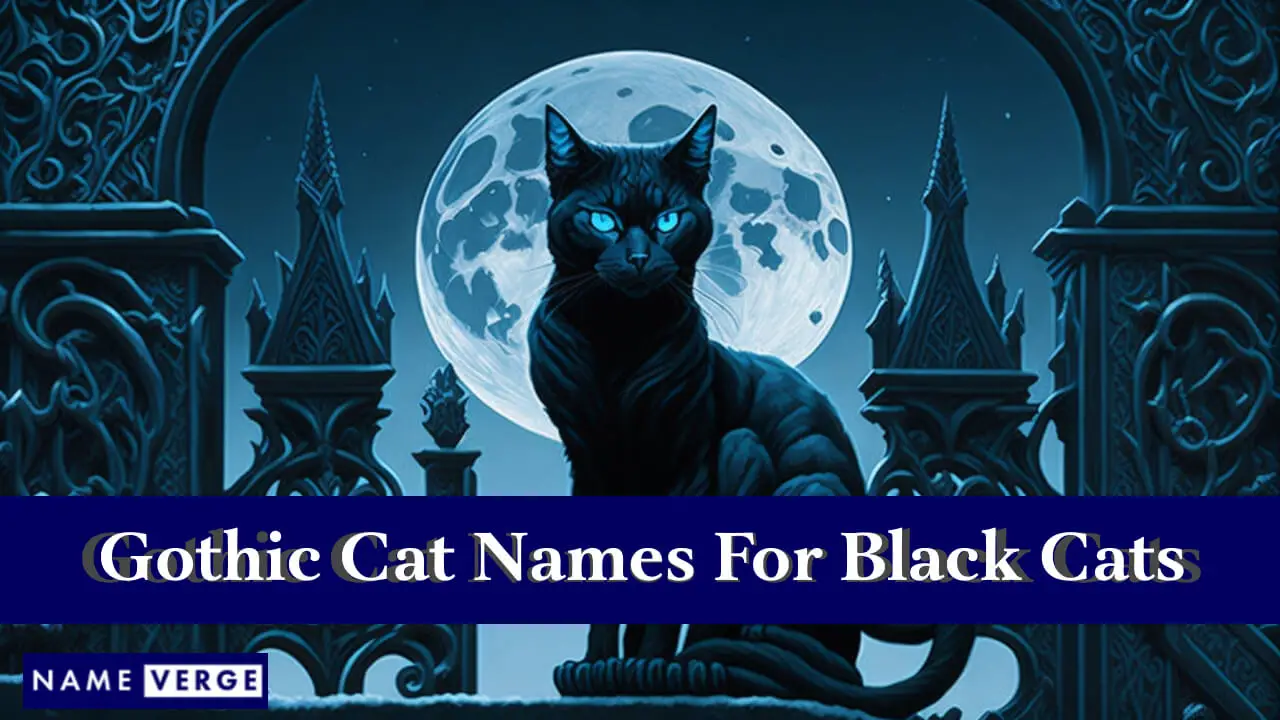 Gotische Katzennamen für schwarze Katzen
