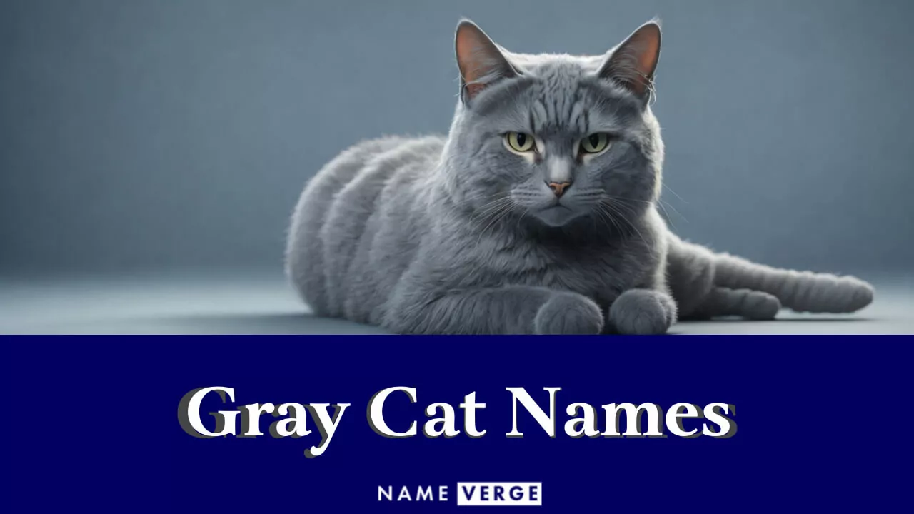 Namen Für Graue Katzen 464+ Beste Namen, Die Ihre Silbernen Katzen Lieben Werden Pet YOLO