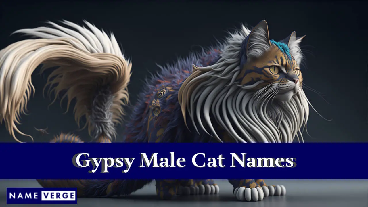 Namen männlicher Zigeunerkatzen