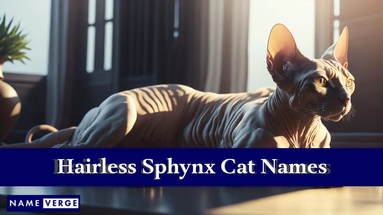 Namen für haarlose Sphynx-Katzen