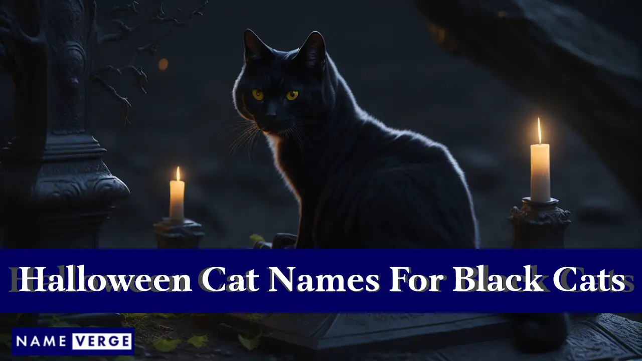 Halloween-Katzennamen für schwarze Katzen
