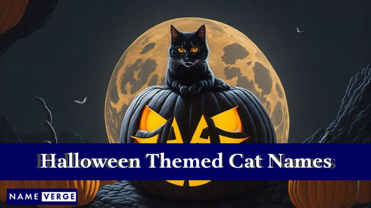 Katzennamen mit Halloween-Thema