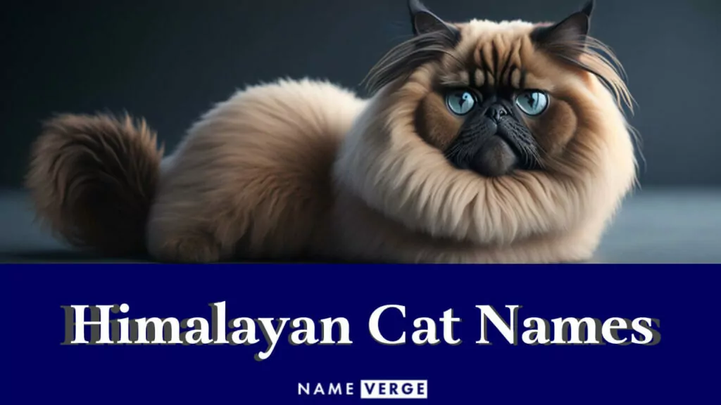 himalayan cat names