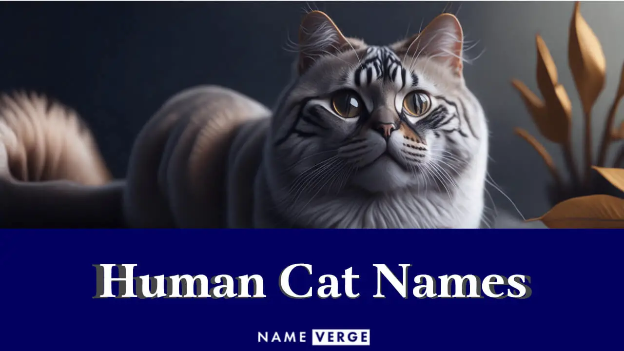 Menschliche Katzennamen 220 Menschenähnliche Namen Für Ihre Katze Pet YOLO