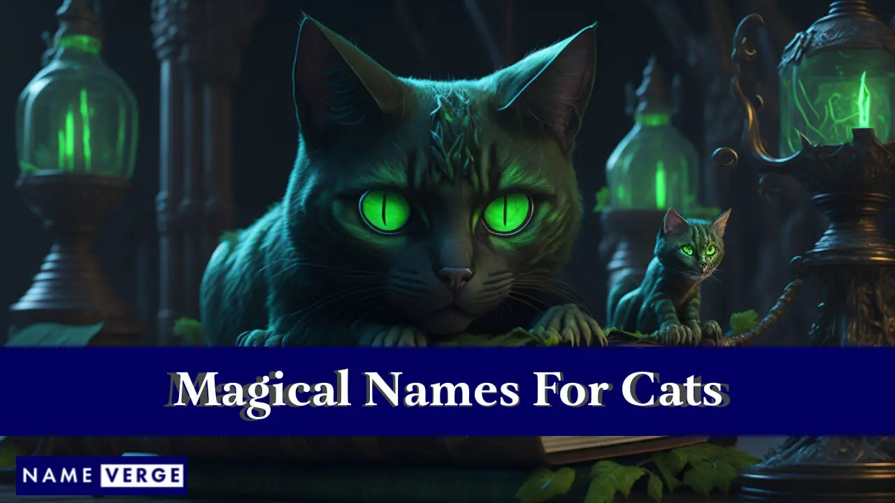 Magische Namen für Katzen