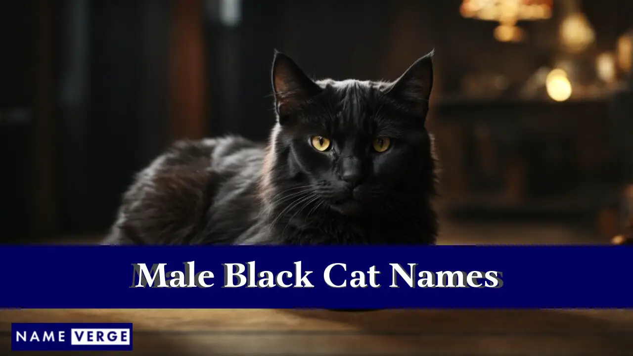 Namen männlicher schwarzer Katzen