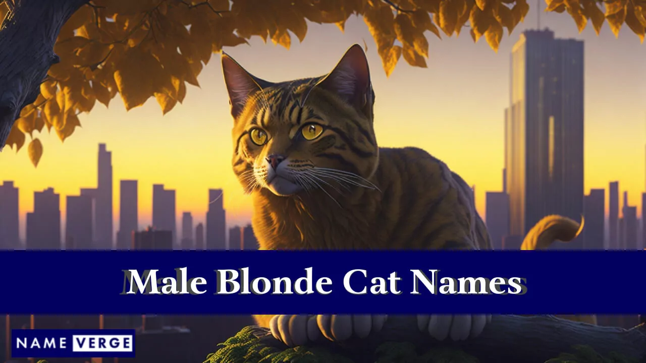 Namen männlicher blonder Katzen