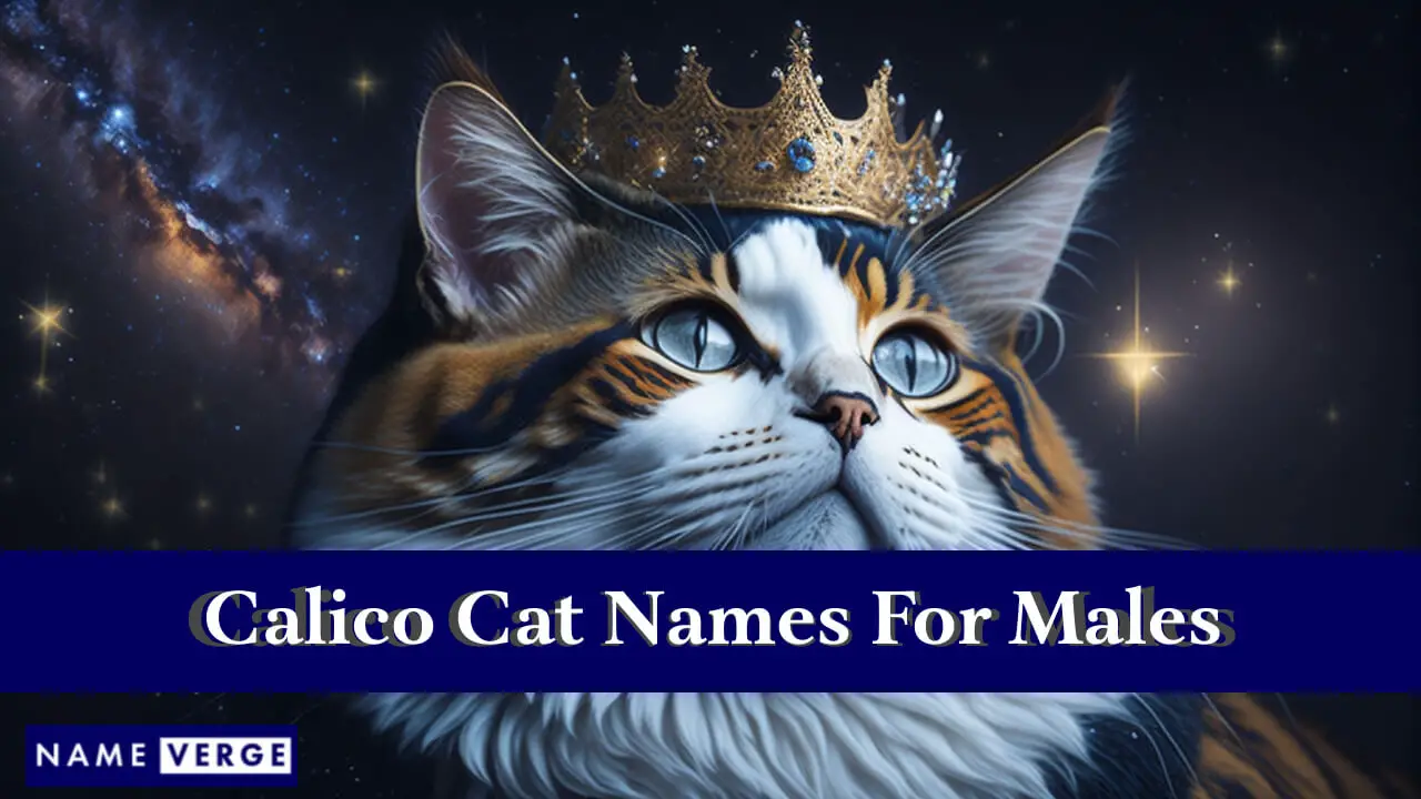 Calico-Katzennamen für Männer