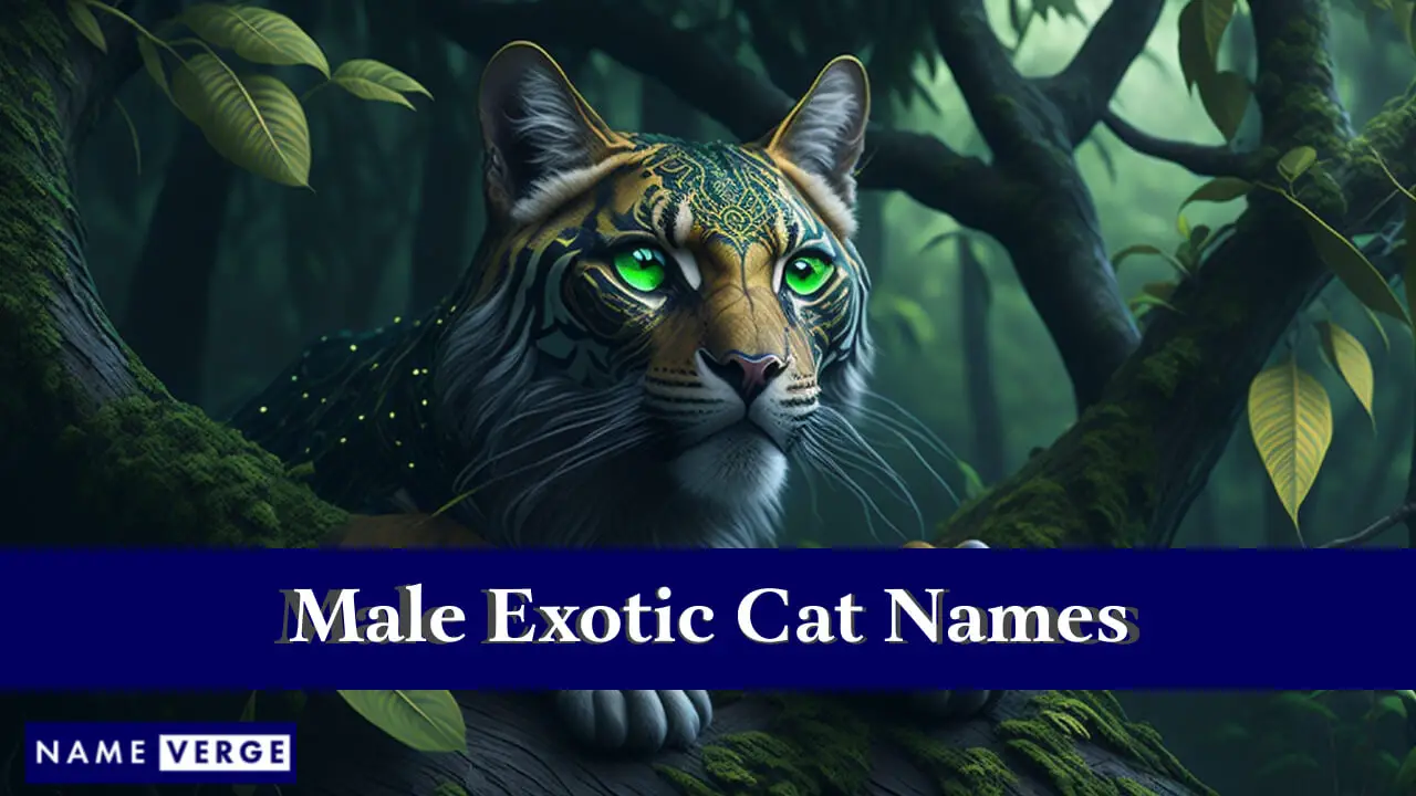 Männliche exotische Katzennamen
