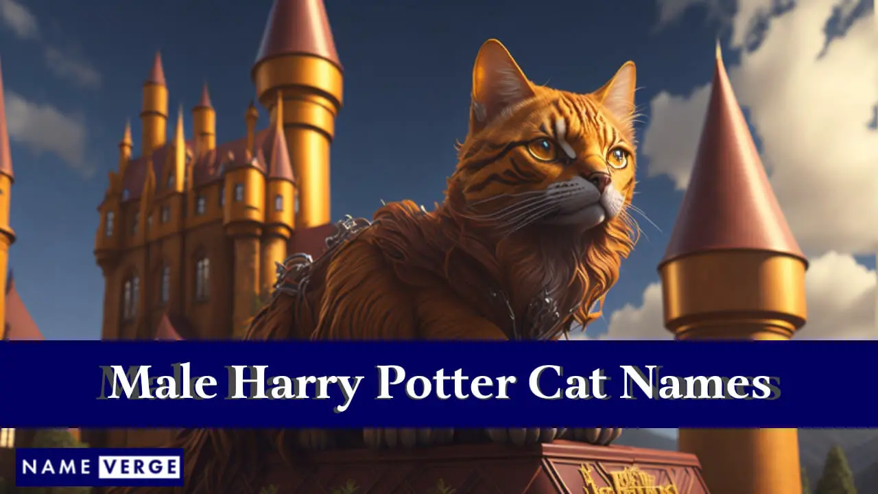 Männliche Harry-Potter-Katzennamen