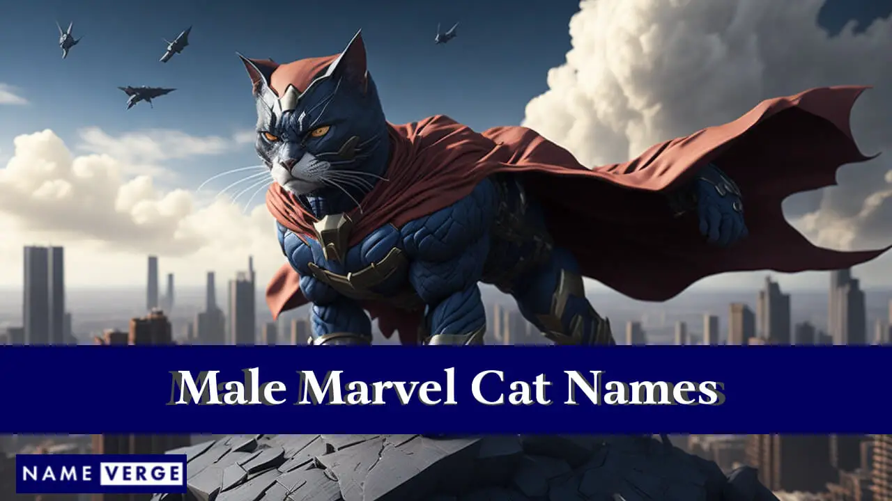 Männliche Marvel-Katzennamen