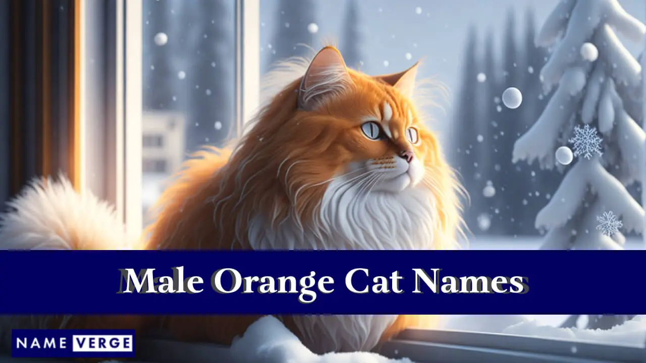 Männliche orangefarbene Katzennamen