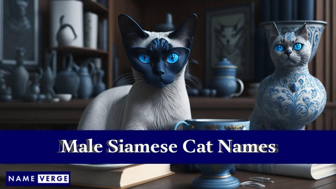 Namen männlicher siamesischer Katzen
