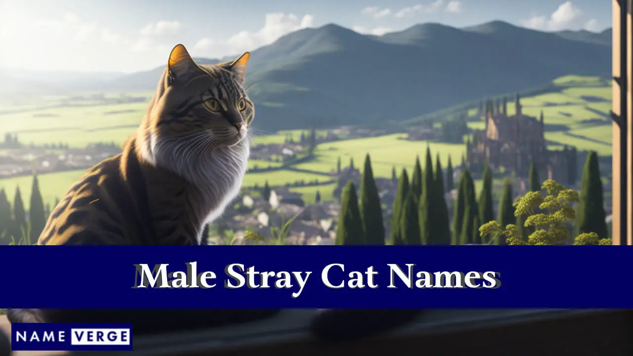 Namen männlicher streunender Katzen