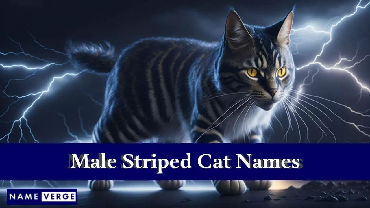 Namen männlicher gestreifter Katzen