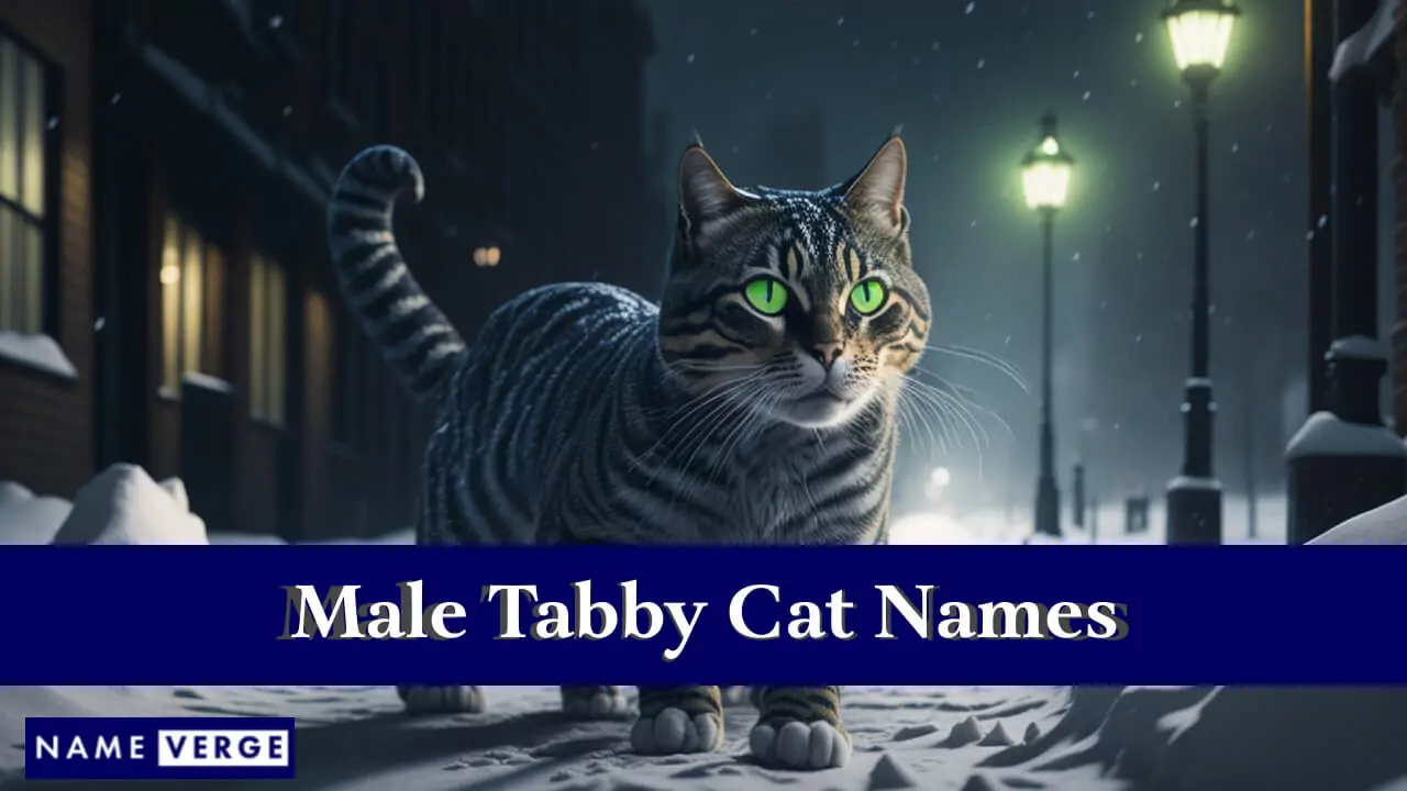 Namen männlicher getigerter Katzen