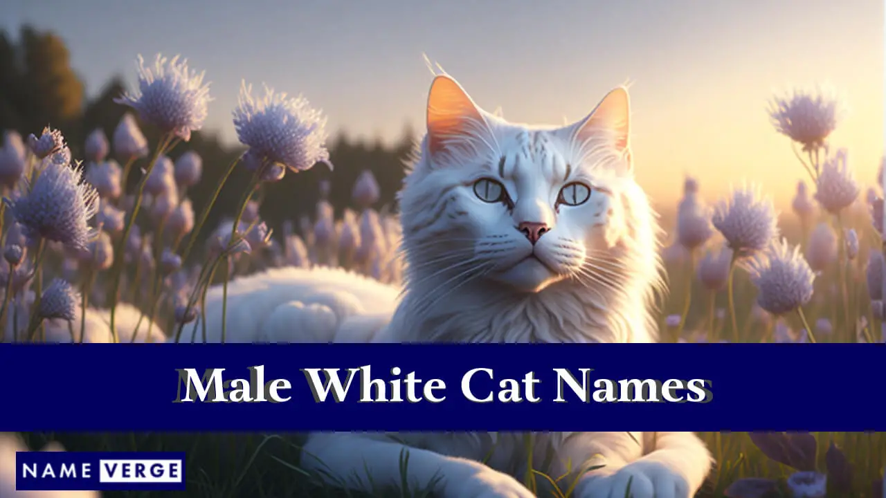 Namen männlicher weißer Katzen