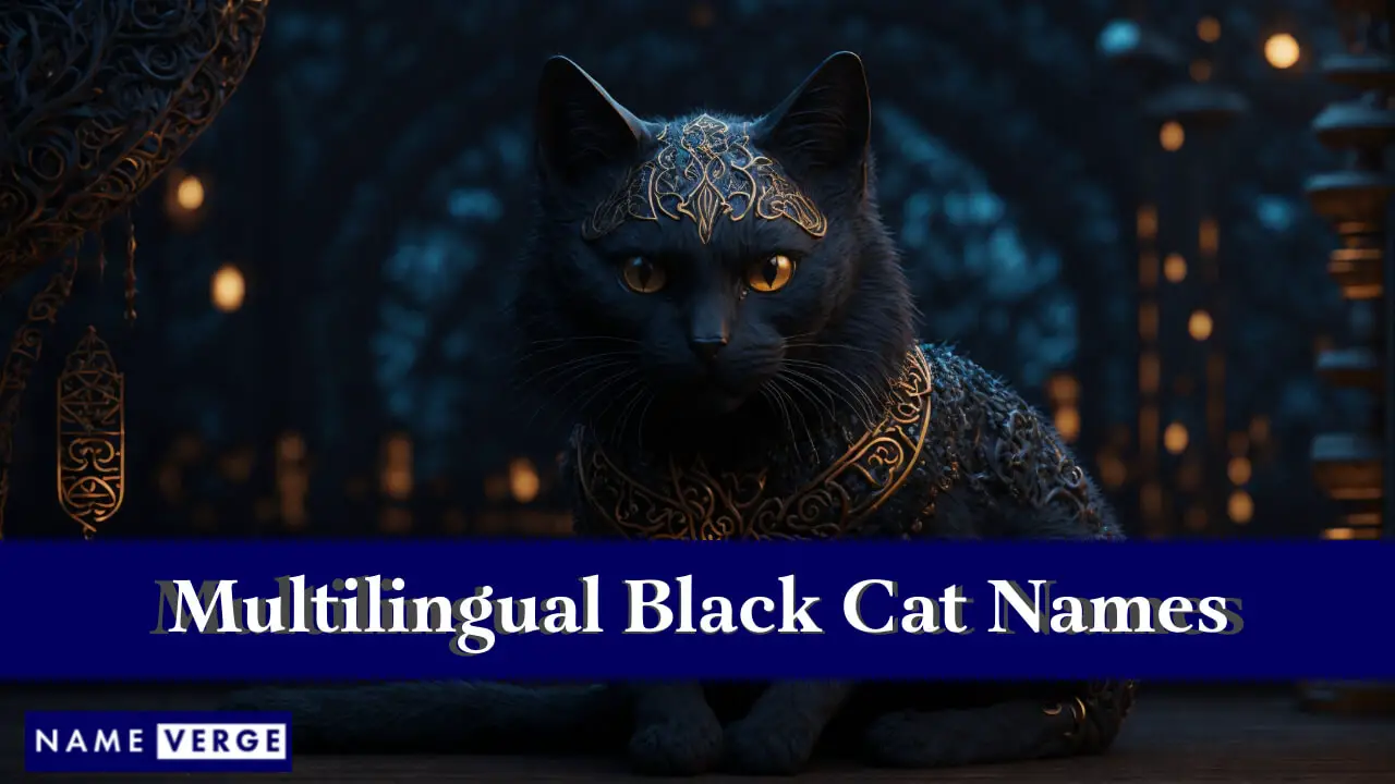 Schwarze Katzennamen in anderen Sprachen
