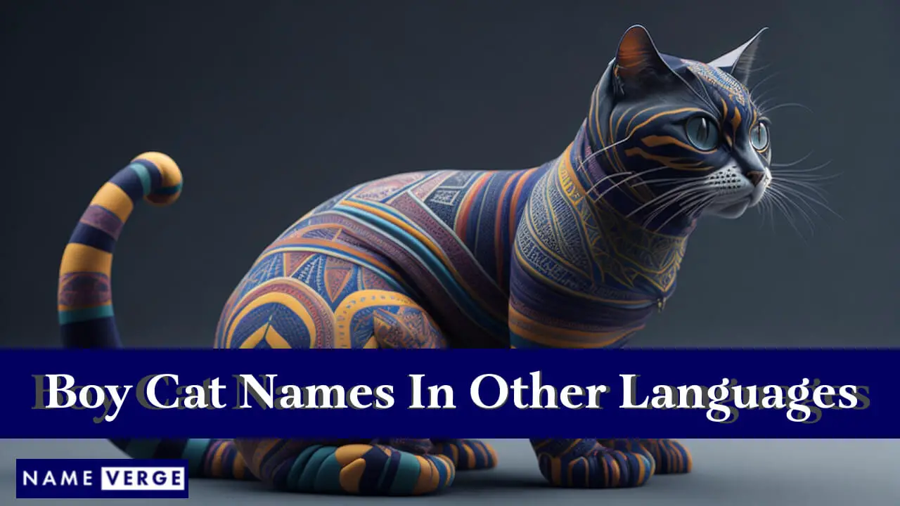 Namen für Jungenkatzen in anderen Sprachen