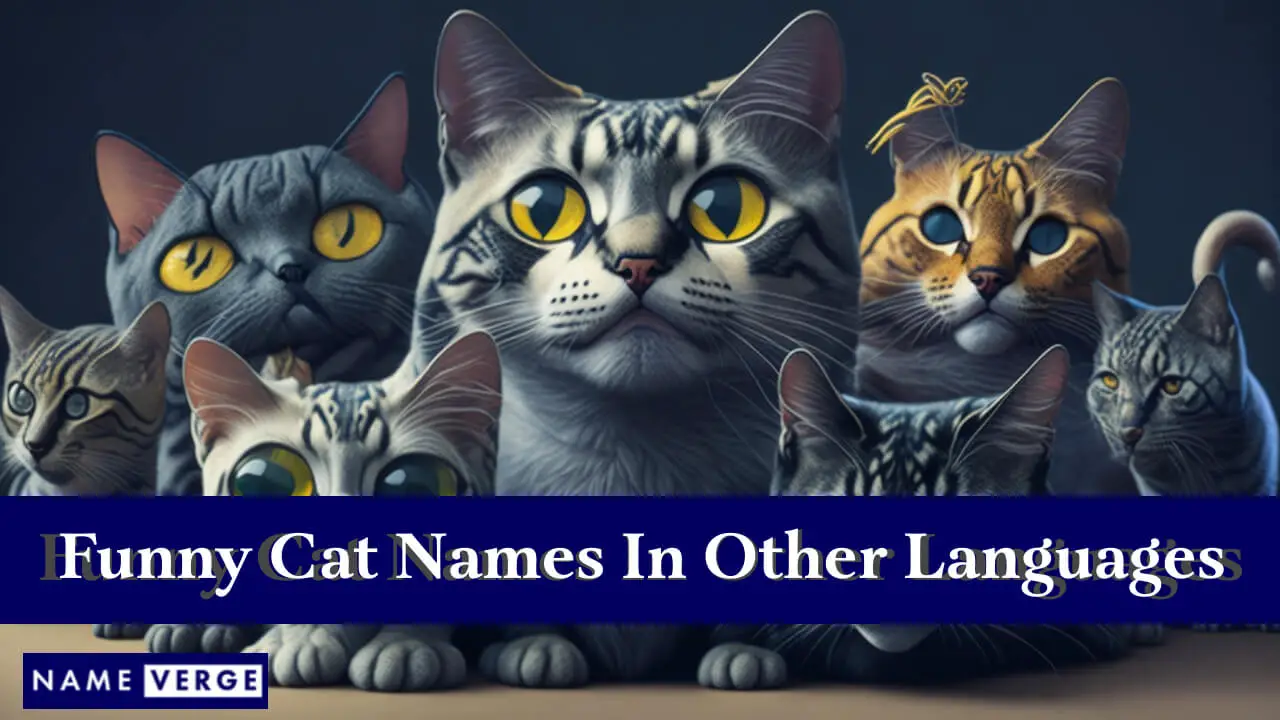 Lustige Katzennamen in anderen Sprachen