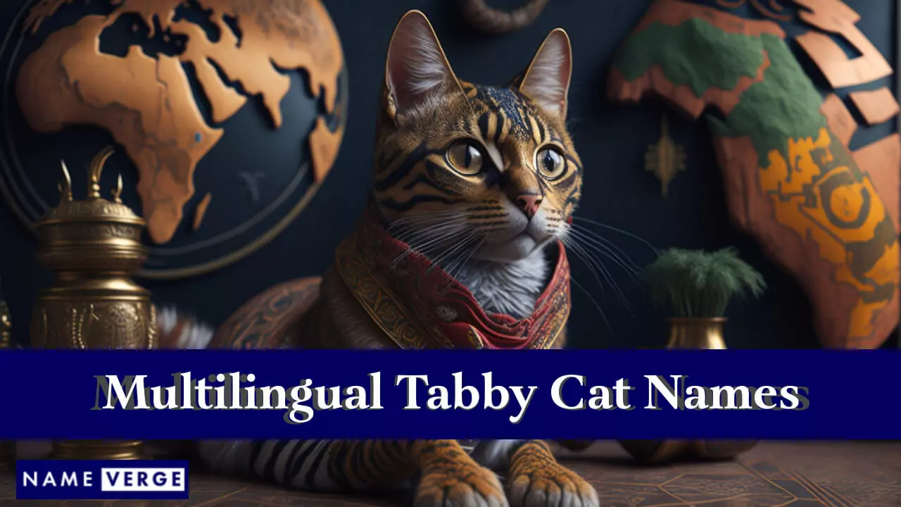 Tabby-Katzennamen in anderen Sprachen